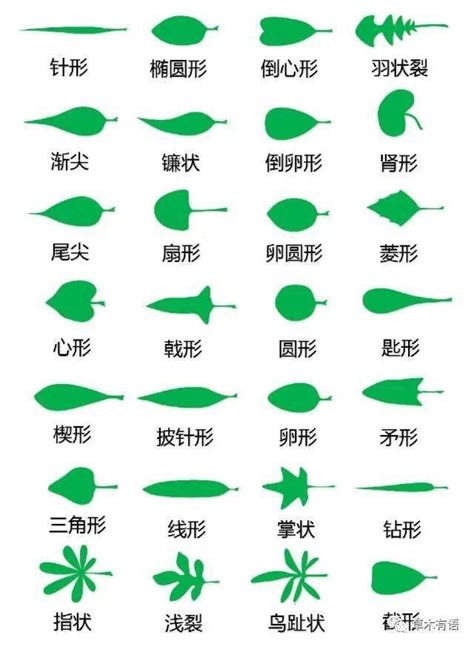 尖葉植物|尖叶草